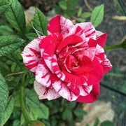 White & Pink Rose Mix Rosa spp. Seeds