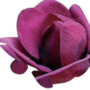 Purple Yulan Magnolia Seeds