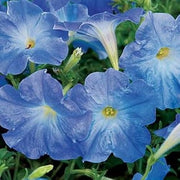Sky Blue Petunia Seeds