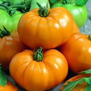 Orange Tomato Seeds
