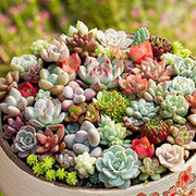 Mixed Succulent Seeds