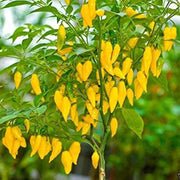 Aji Lemon Drop Pepper Seeds
