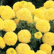 Lemon Yellow Marigold Seeds