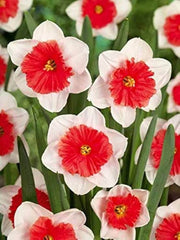 White & Red Double Daffodil Seeds - Flower Plant