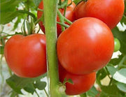 Multi Tomato Seeds
