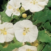 Heirloom Abutilon Seeds