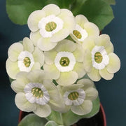 Cream Primula Seeds