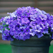Color Blue Petunia Seeds