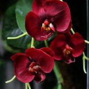 Maroon White Phalaenopsis Orchid Seeds