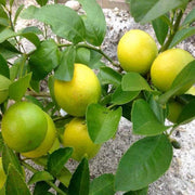 Citrus Lemon Seeds