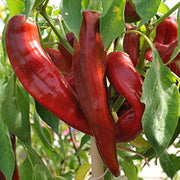 Big Jim Pepper Seeds