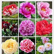 Mixed Colors Peony Seeds
