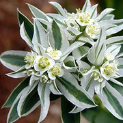 Snow on The Mountain Seeds - Herbal Seeds