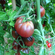 Marron Green Tomato Seeds