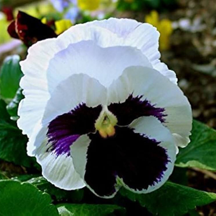 White Black Pansy Seeds