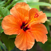Orange Hibiscus Seeds