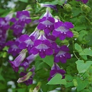 Climbing Snapdragon Seeds