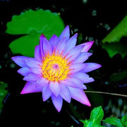 Purple Aquatic Lotus Seeds