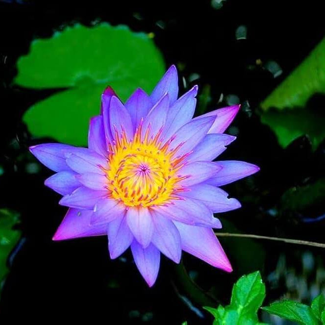Purple Aquatic Lotus Seeds
