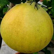 Daffodils Pomelo Seeds