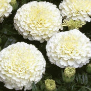 African White Marigold Seeds