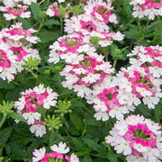Light Pink Verbena Seeds