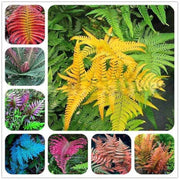 Mixed Color Fern Pteridophyta seeds - Flower Plant