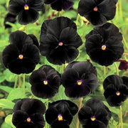 Black Pansy Viola Tricolor Seeds