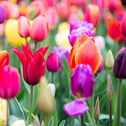 Rainbow Mix Tulip Seeds