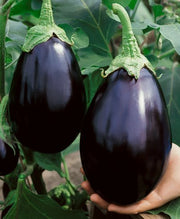 Blue Seeds, Solanum melongena
