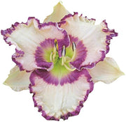 White Violet Daylily Seeds