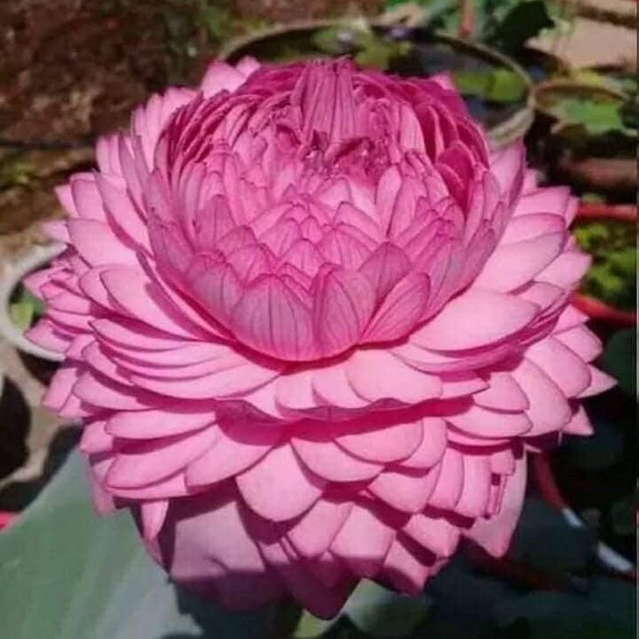 Double Petal Lotus Seeds