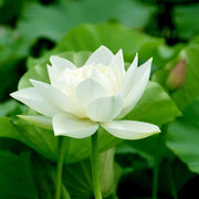Water Lily Lotus Seeds