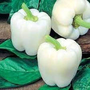 Capsicum annuum Pepper Seeds