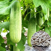 Fresh Cucumber Seeds