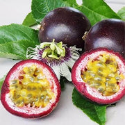 Dark Purple Passion Seeds