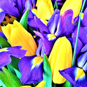 Blue and Yellow Tulip Seeds