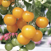 Light Yellow Tomato Seeds