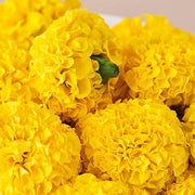 Outdoor Marigold Seeds