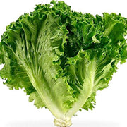 Green Ice Lettuce Seeds
