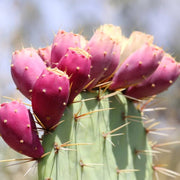Pink Spineless Opuntia Seeds, Herbal