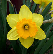 Univalve Yellow Daffodil Seeds