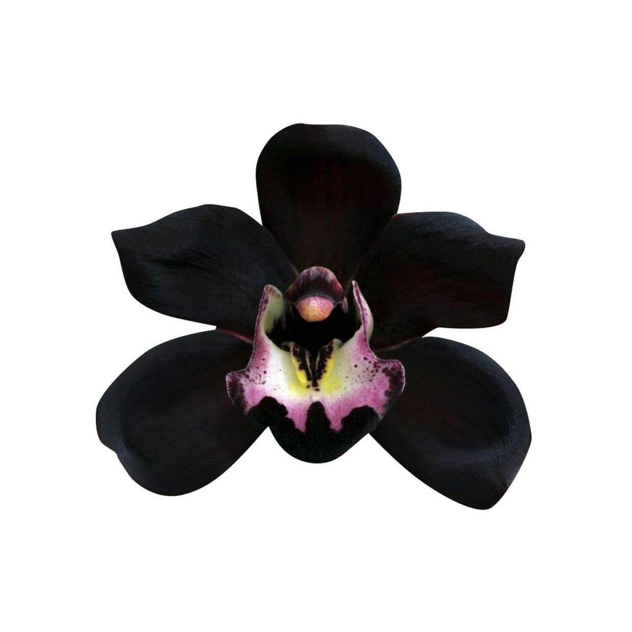 Black Orchid Seeds