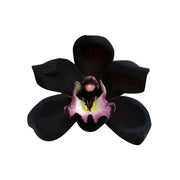 Black Orchid Seeds