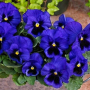 Deep Blue Pansy Seeds