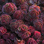 Dragon's Blood Stonecrop Seeds