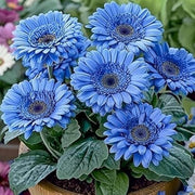 Blue Gerbera Daisy Seeds