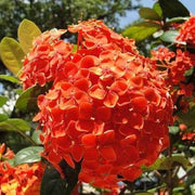 Orange Hydrangea Seeds
