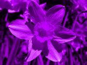 Purple Daffodils Seeds - Flower Plant