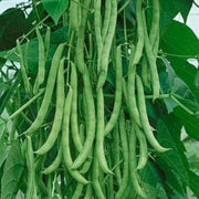 Climbing Runner Bean Seeds